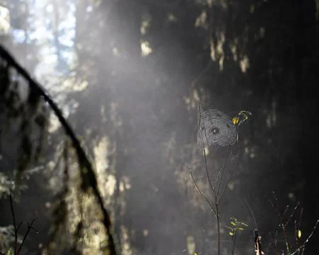 Sun illuminating spider web Stock Photos