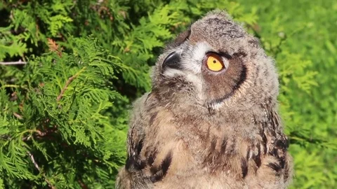 Sun Kissed Eurasian Eagle owl Stock Footage 81820051