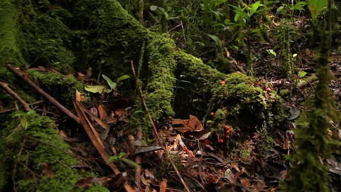 Sun Kissed Mossy Tree Root, Schwaner Muller Mountains, Borneo Stock Footage 142856951