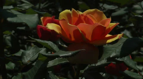 Sun-kissed orange rose Video stock 24706036