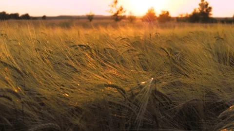 Sun-kissed rye field rustles as gentle wind caresses golden stalks at sunset Stock Footage 258734252