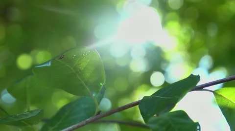 Sun kissed tree leaf Video stock 12373281