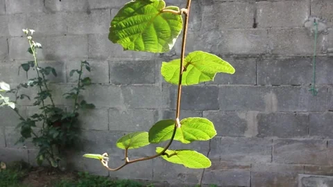 The sun on a kiwi tree twig in front of a wall Stock Footage 260226367