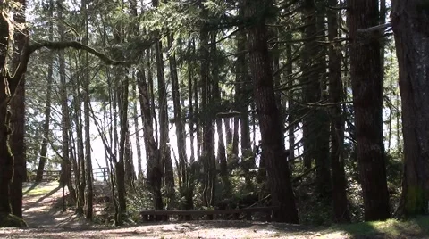 Sun On A Lake Gleaming Through The Tree's In A Park.m2ts Stock Footage 1105386