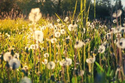 Sun lawn Stock Photos