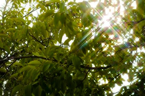 The sun in the leafs Stock Photos