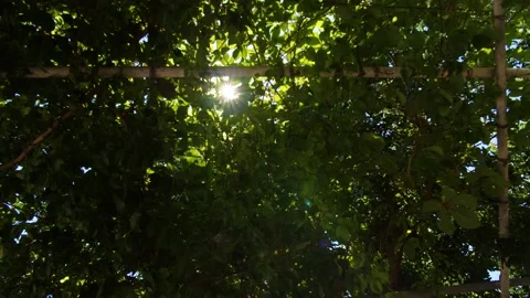 Sun leaping through Leavs Stock Footage 158235957
