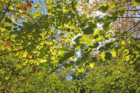 Sun Leaves 2 Stock-Fotos