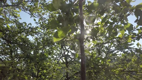 The sun in the leaves of the apple tree Video stock 155246845