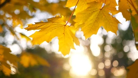 Sun leaves blowing tree Stock-Footage 81480988