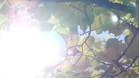 Sun in Leaves 스톡 동영상 141287998