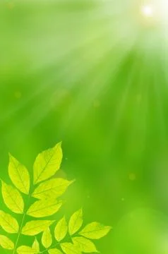 Sun leaves Stock Photos