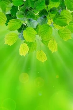 Sun leaves Foto stock