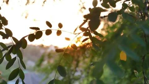 Sun leaves at sunset Stock Footage 91338476