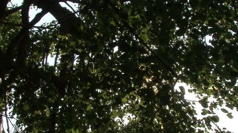 Sun in the leaves of the trees Stock Footage 41388557