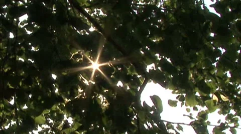 Sun in the leaves of the trees Stock Footage 41388595