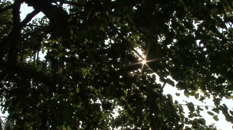 Sun in the leaves of the trees Stock Footage 41388623