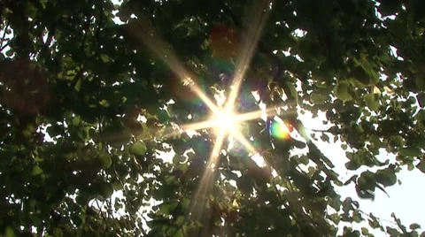 Sun in the leaves of the trees Stock Footage 41388730