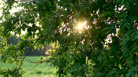 Sun in the leaves of the trees Stock Footage 276562613