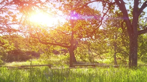 Sun Lens Flare City Spring Park Green Grass Fence and Tall Grass and Garry Oak Stock Footage 84774812