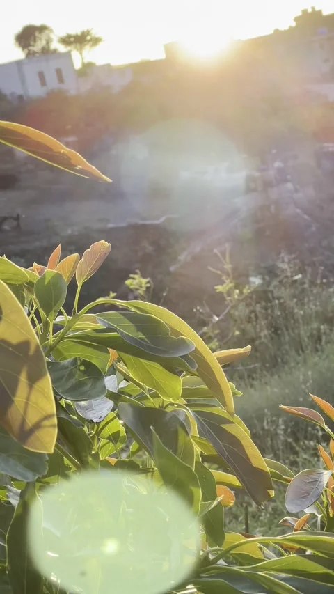 Sun Lens Flare Through Avocado Tree Leaves Stock Footage 326641022