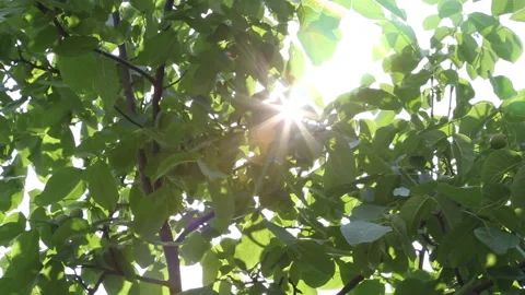 Sun Lens Flare Through Green Leaves Tree Canopy Summer Stock Footage 333485097