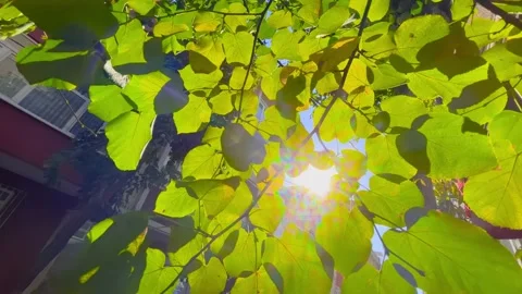 Sun lens flare through green foliage in Istanbul residential area Stock Footage 346542344