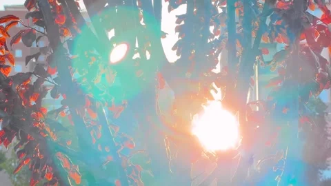 Sun lens flare through red leaves of purple leaf plum Stock Footage 346541072