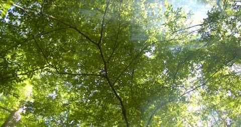 Sun, Lens Flare Through the Trees, Appalachian Trail, 4K Video stock 141609806