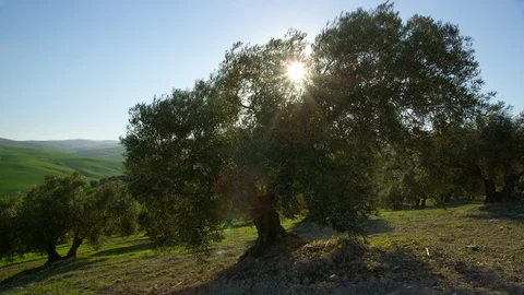 Sun, Lens Flare, Tree, Non Urban Scene, Landscape, Scenics, Beauty In Nature, Stock Footage 95845915
