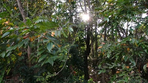 Sun light and flares with forest background Stock Footage 99167803