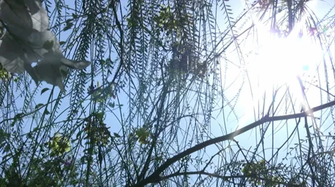 Sun light and tree leaves Stock Footage 31588325
