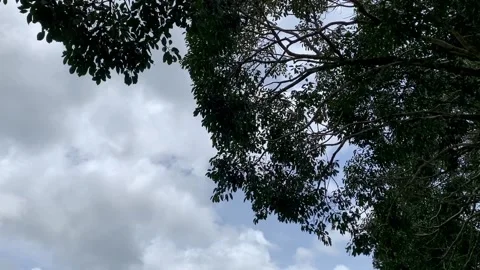 Sun light backlight bigtree at Khaoyai Thailand Stock Footage 141057872