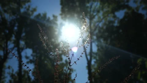 Sun Light Beaming Through Cob Web 4k Slow Motion Stock Footage 212079838