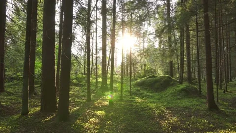 Sun light beams filtering through coniferous forest tree branche Stock Footage 158670243