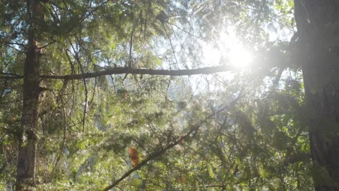 Sun light between tree branches Stock Footage 103814624