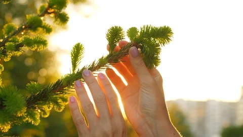Sun light blink though woman fingers touching tree branch Stock Footage 90458863