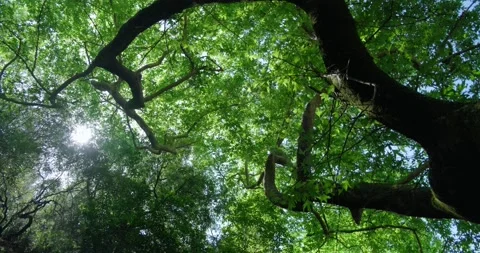 Sun light coming through tree leaves in forest. Stock Footage 156419398
