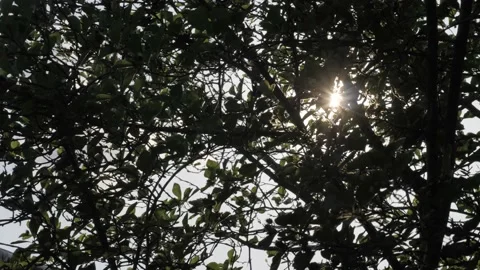 Sun Light Dappling through Tree Leaves Vídeo Stock 220853671