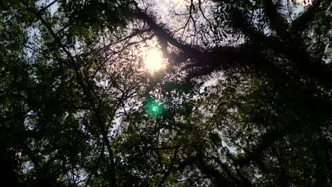 Sun light daylight tropical forest flare glare sky Stock Footage 262826645
