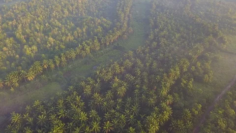 Sun light diffuse at the oil palm plantation near Kulim, Kedah, Malaysia. Stock Footage 116911328