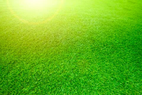 Sun light effect on shallow depth of field green grass pattern use as natural Stock Photos