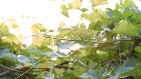 Sun light of evening time go through leafs of grapes in vineyard Video stock 125938131