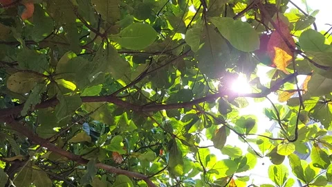 Sun light filtering through the tree leaves and braches Stock Footage 169587123