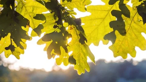 Sun light flares playing through oak tree leaves. slightly pen motion Video stock 79106752