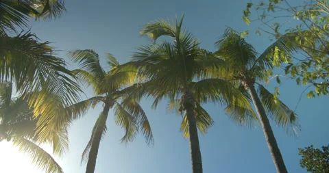 Sun Light Flares Pouring through palm trees on tropical island with coconuts Stock Footage 146476147