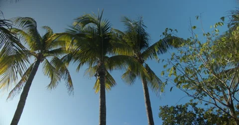 Sun Light Flares Pouring through palm trees on tropical island with coconuts Видео 146476178
