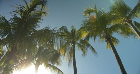 Sun Light Flares Pouring through palm trees on tropical island with coconuts 库存影片 146476182