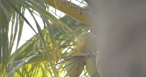 Sun Light Flares Pouring through palm trees on tropical island with coconuts Video stock 146476224