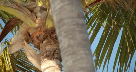 Sun Light Flares Pouring through palm trees on tropical island with coconuts Video stock 146476242